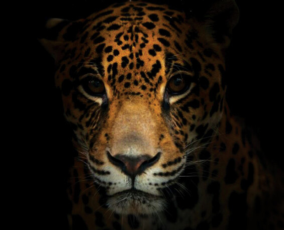 EP_guyane-vivre-avec-le-jaguar_-affiche